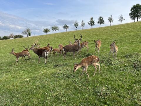 Verkaufe Sikawild aus BIO-Haltung