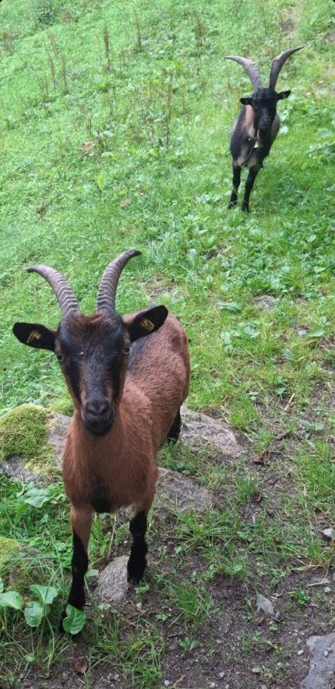 Bock und Geiß