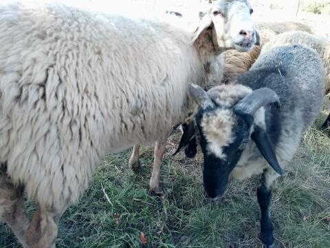 Alpiner Steinschaf Widder