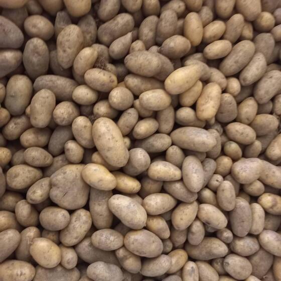 Bio-Kartoffeln Ditta