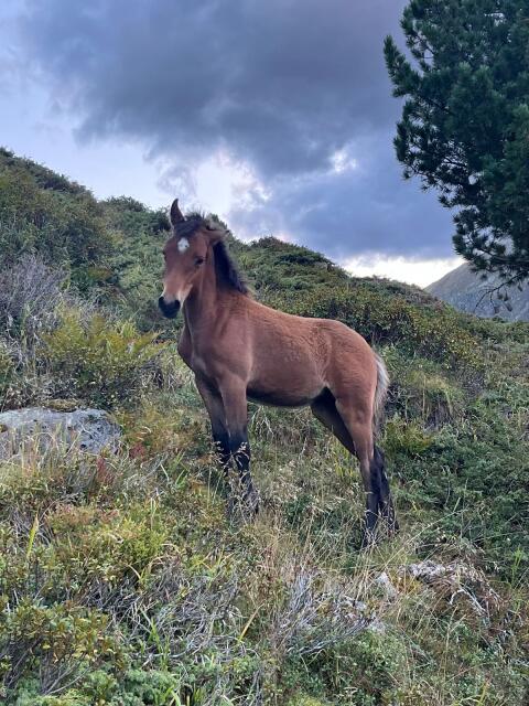 Haflinger x Araber Stutfohlen