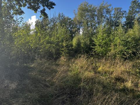 Privat suchen Wald nördlich von Salzburg