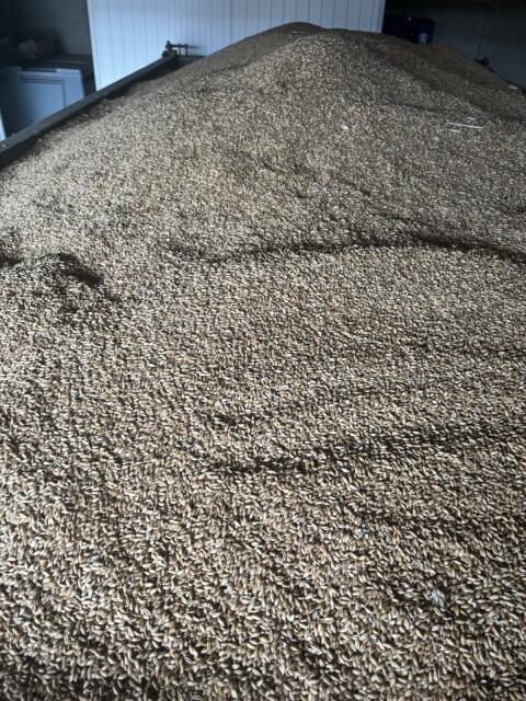 Triticale Ernte 2025