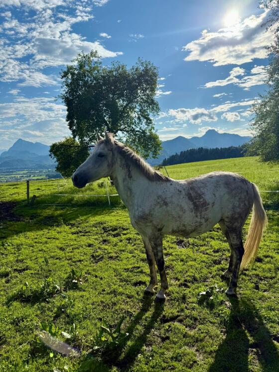 Pony-Wallach