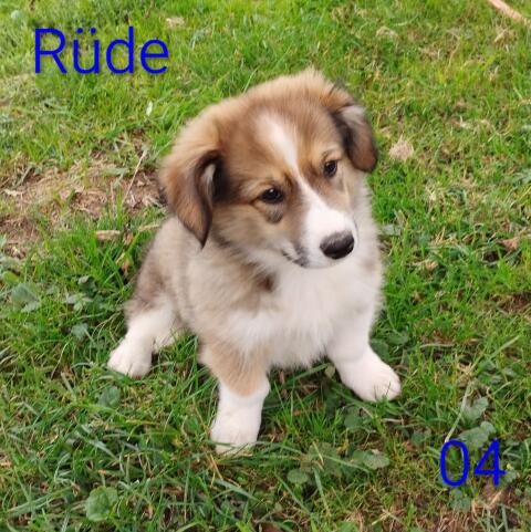 Welsh Corgi Pembroke × Border Collie Welpen