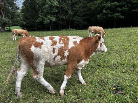 3 Stk. genetisch hornlose BIO Kalbinnen zu verkaufen