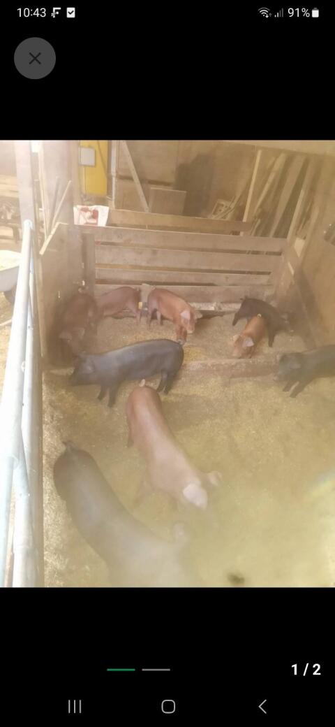 Duroc Ferkel 35-40 kg