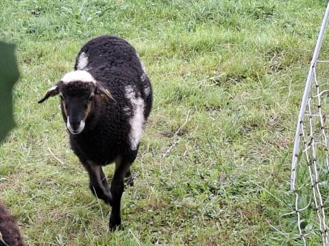 Krainer Steinschaf Lamm weiblich gescheckt
