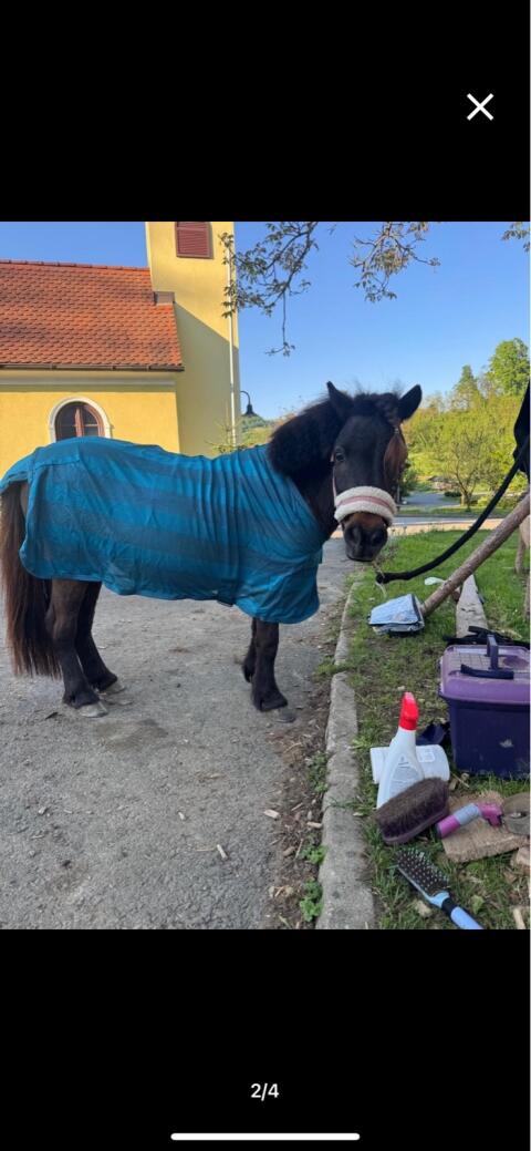 Shettland-Pony sucht Zuhause