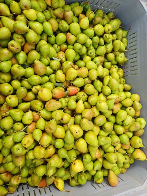 Birne Gute Luise