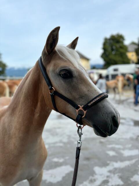 Haflinger Hengstfohlen