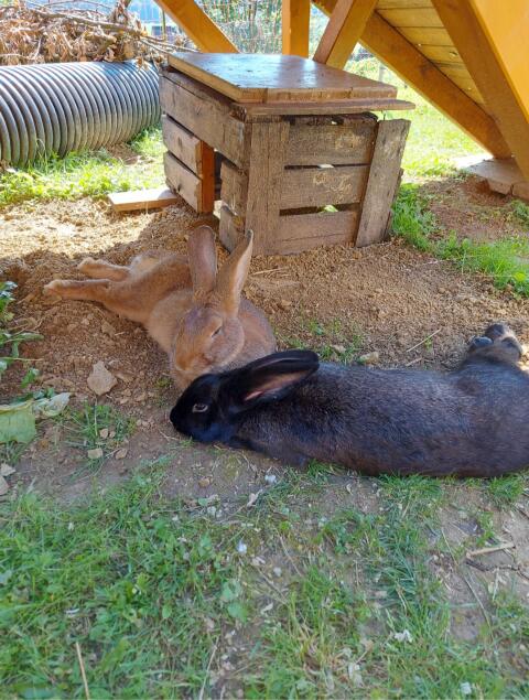Kaninchen
