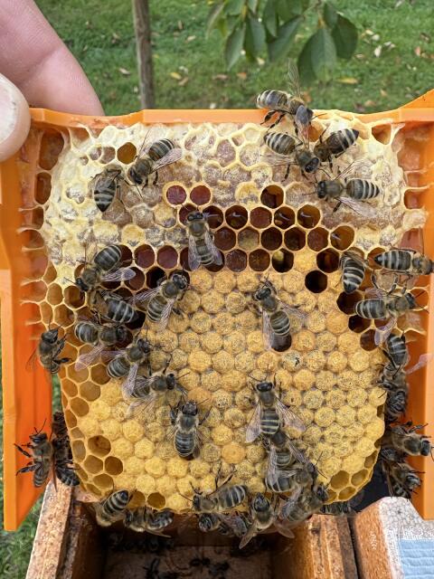 Bienenköniginnen