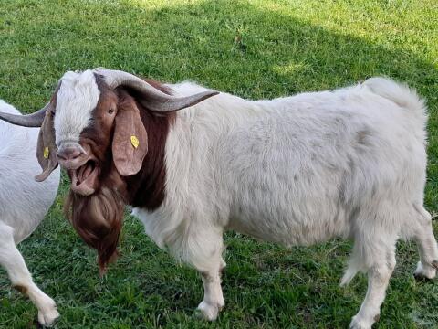 Buren Bock
