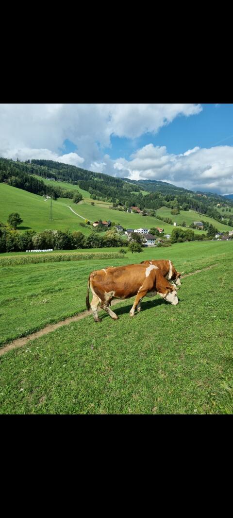 Bio Milchkühe
