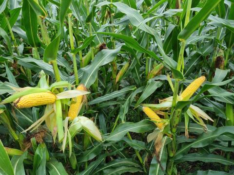 Silomais ab Feld