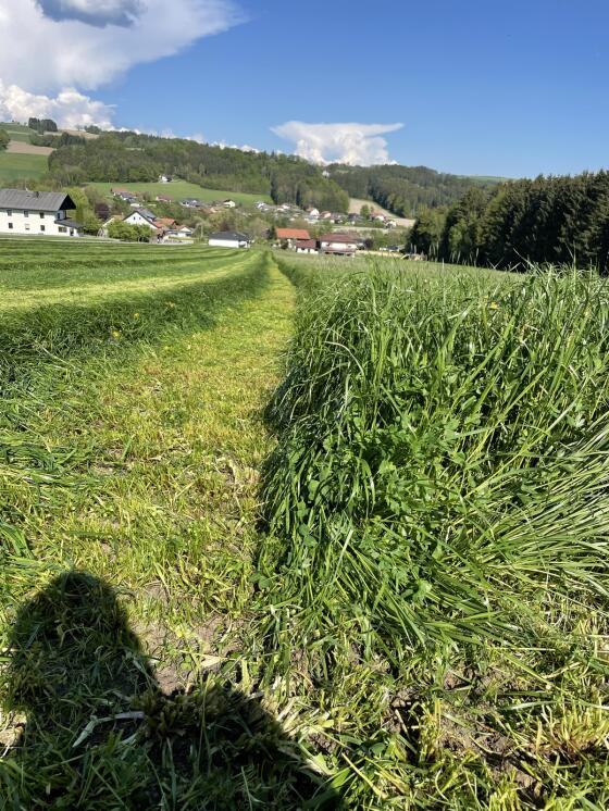 Siloballen 1. Schnitt 2025