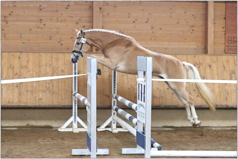 Tiroler Haflinger Stute Skyfall