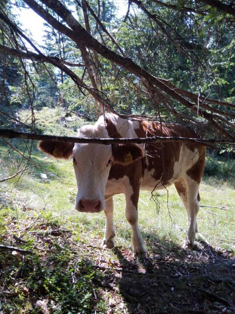 Bio-Kalbin (belegfähig)