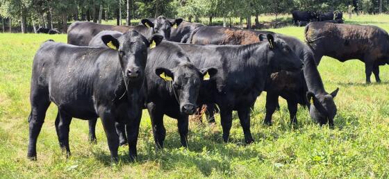 Trächtige Bio Aberdeen-Angus Kalbinnen zu verkaufen