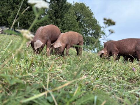 Duroc