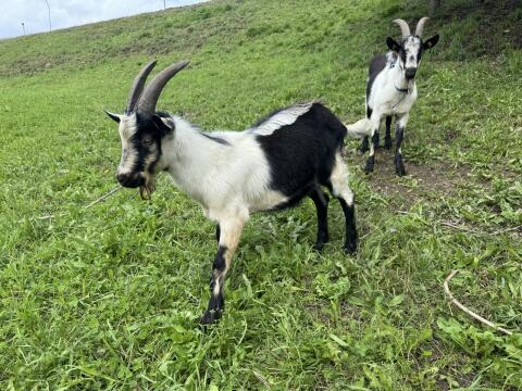 Pfauen Ziegenbock