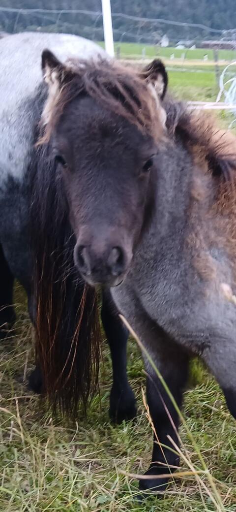Minishetlandponys