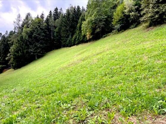 Einstellplatz für Wallach (oder Stute)