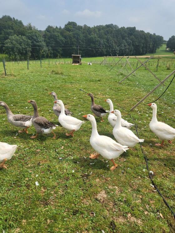 Österreichische Landgänse 2025 und Weidegänse