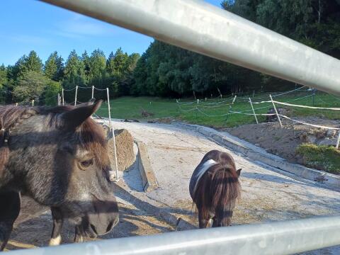 Pony