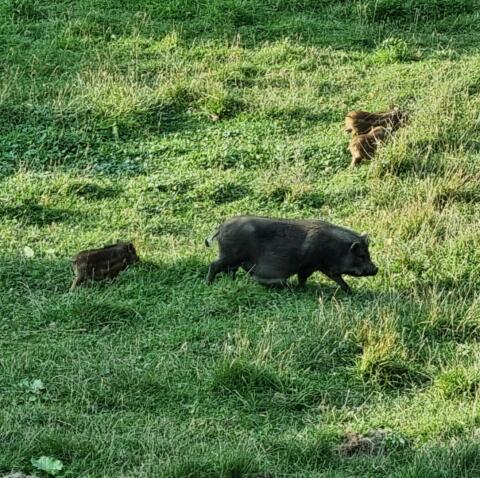 2 Erwachsene und 3 kleine Mini-Hängebauchschweine