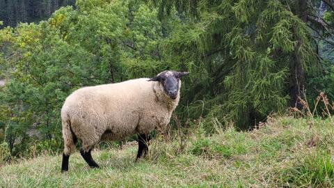 Suffolk-Widder
