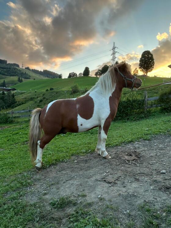 Pony Hengst