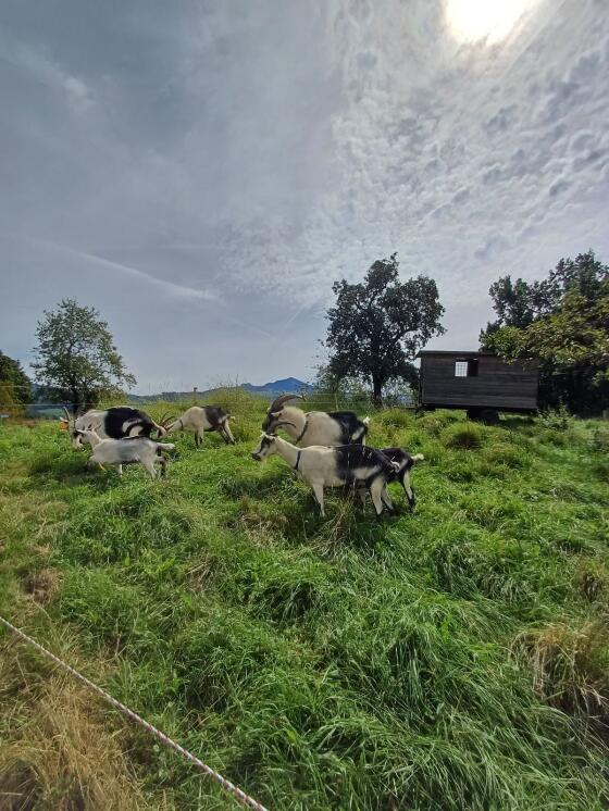 Pfauenziegen