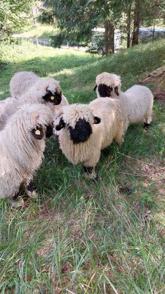 Walliser Schwarznasen