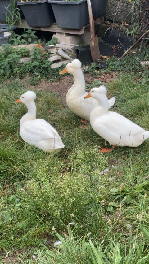 Landenten mit Haube - Weibchen