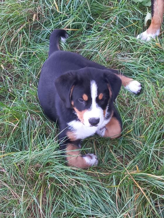 Swissydog Entlebucher, Appenzeller und Berner Sennenhund