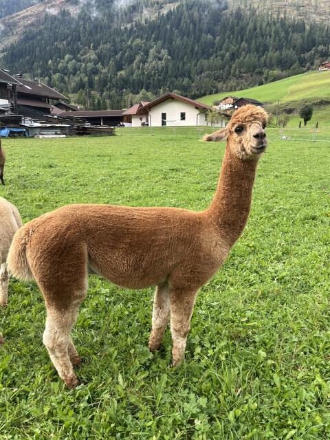 Alpaka
