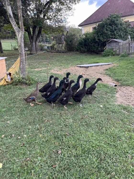 Junge Laufenten, Schneckenfresser, Enten