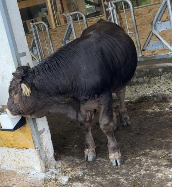 Original Braunvieh Stier