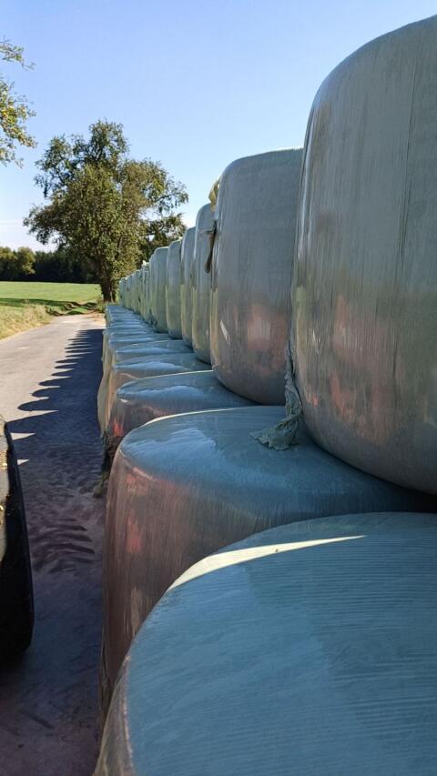 Lieschkolbensilage