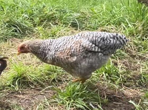 Bielefelder Kennhuhn Hahn