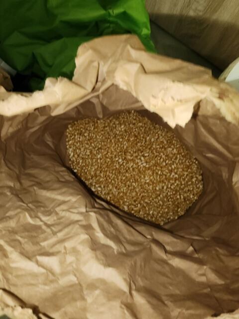Popcornmais