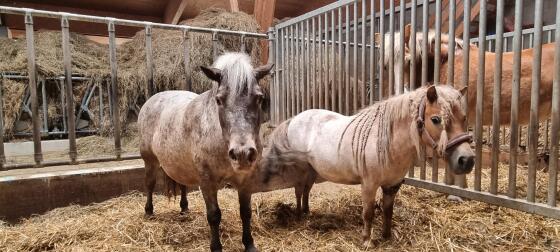 Ponys