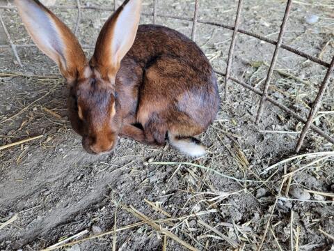 Hasenkaninchen