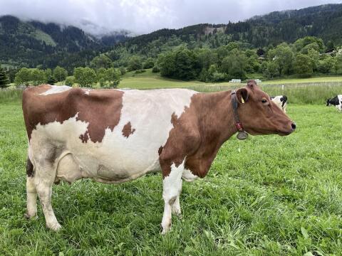 Verkaufe Holstein Milchkühe