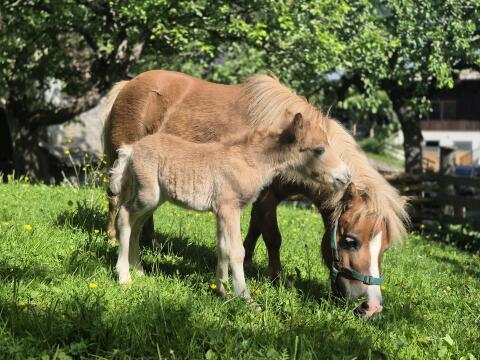 Mini Shetland Ponyfohlen