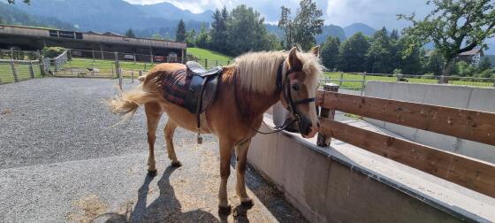 Haflinger