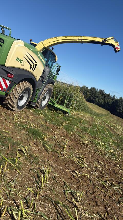 Mais ab Feld