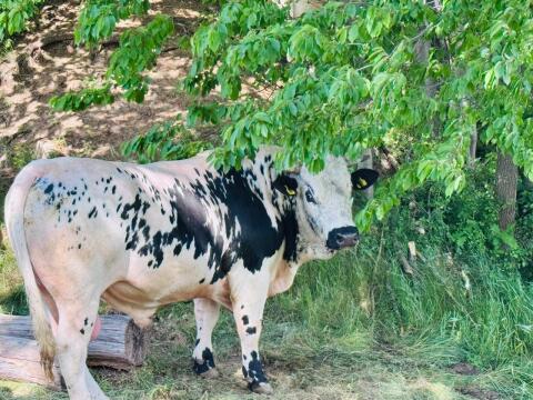 Pustertaler Sprinzen Stier